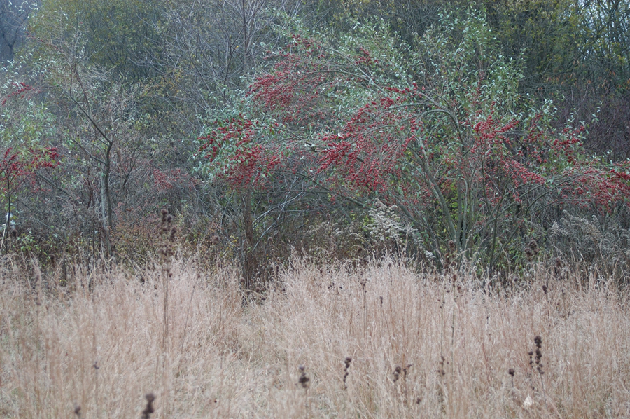 NH_Bartrc_Lake M_022