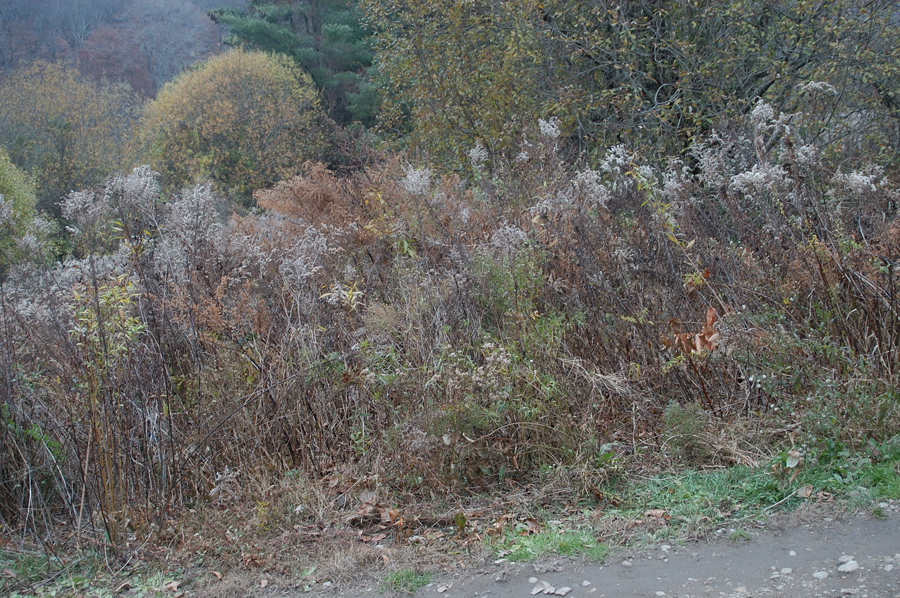 NH_Bartrc_Lake M_024