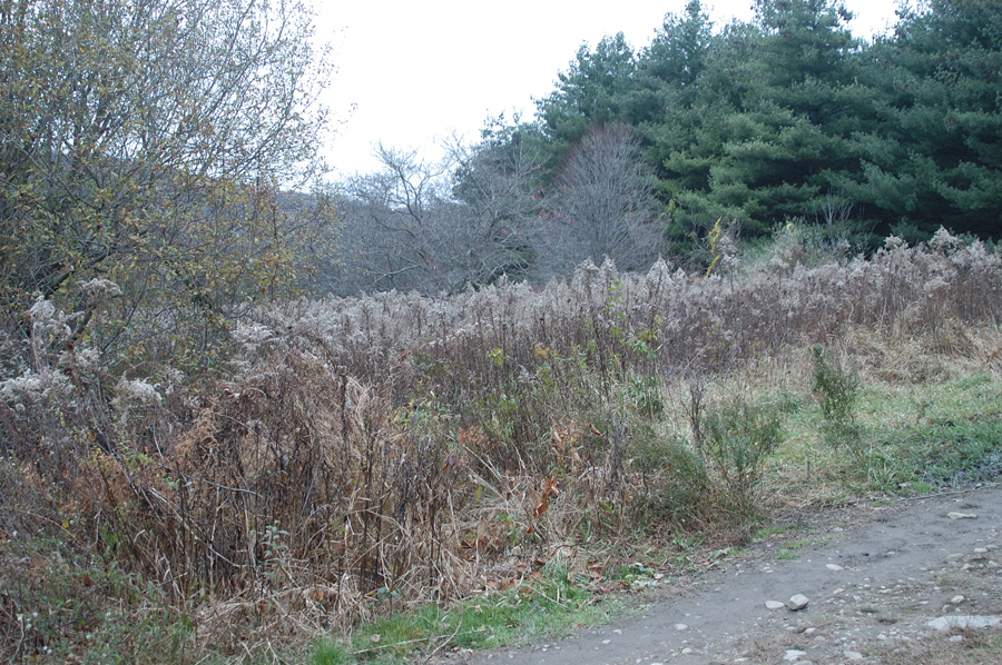 NH_Bartrc_Lake M_025