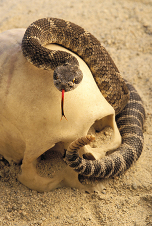 MediaBakery_CRE0012236