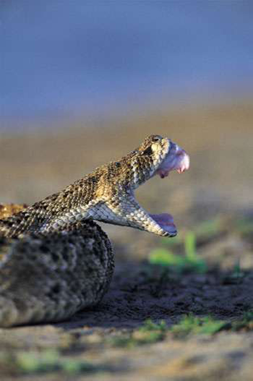 MediaBakery_DVP0026279