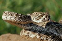 MediaBakery_PDI0073801