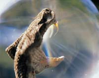 MediaBakery_PDI0128087