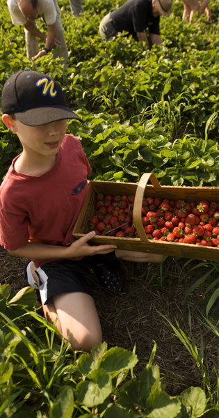 berrypick_strwberryboxBoy