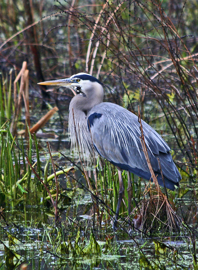Blue Heron, mating plumage