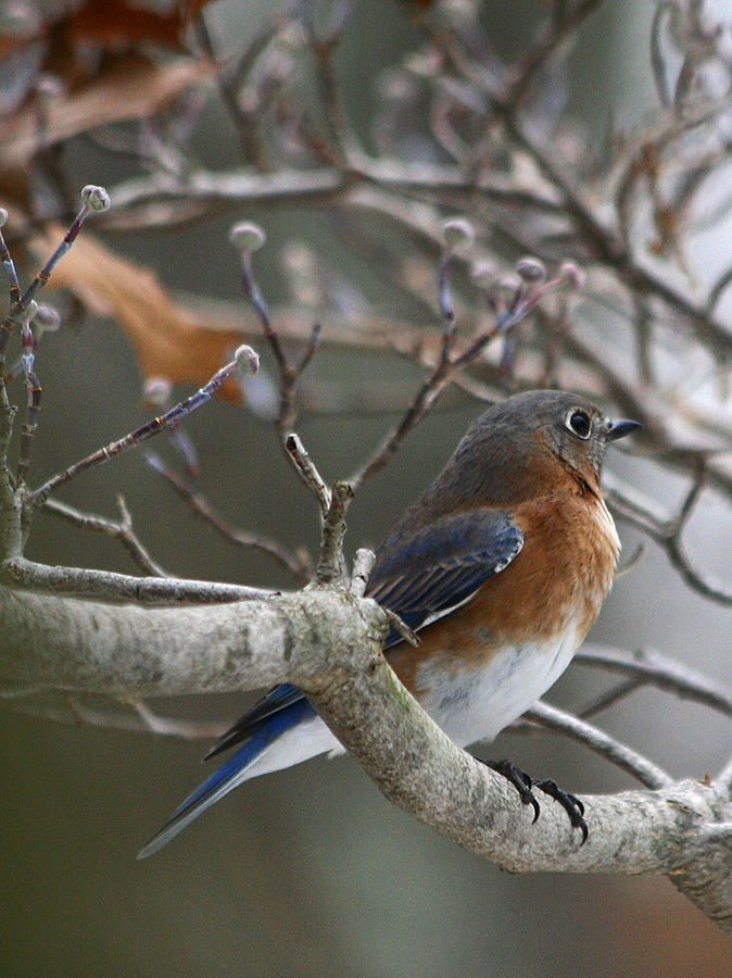 Bluebird, female 2