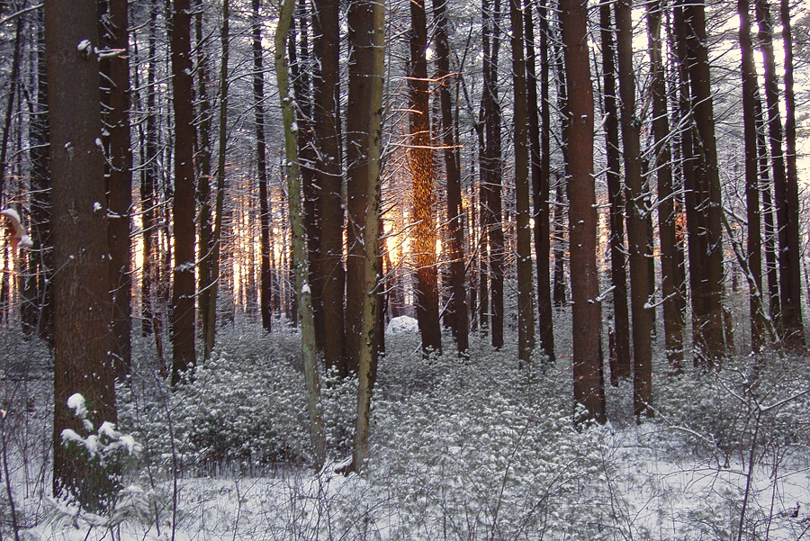 Broadmoor trees at sunrise
