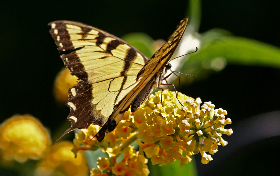 Butterfly on butterfly b#C0