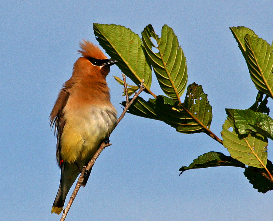 Cedar waxwing 5