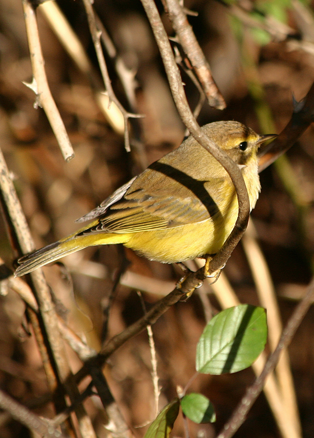 Female prairie warbler 1