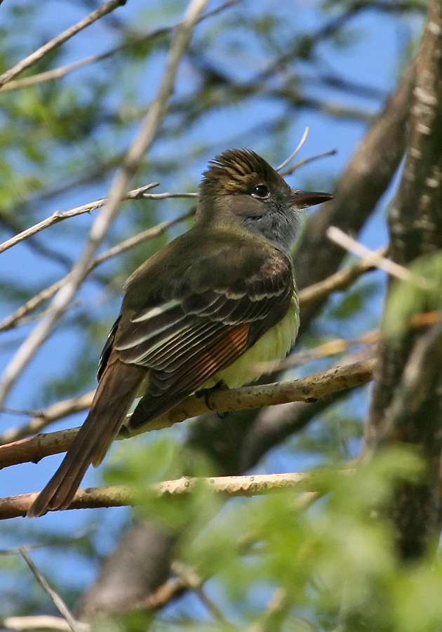Great crested flycatcher 2