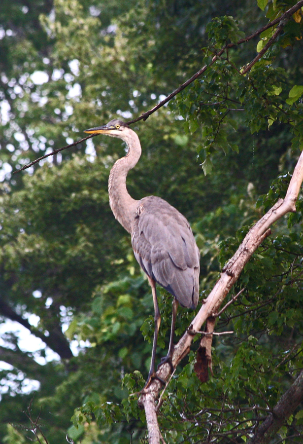 Heron in tree 3