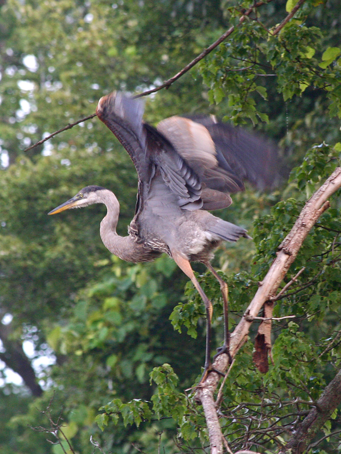 Heron leaving tree