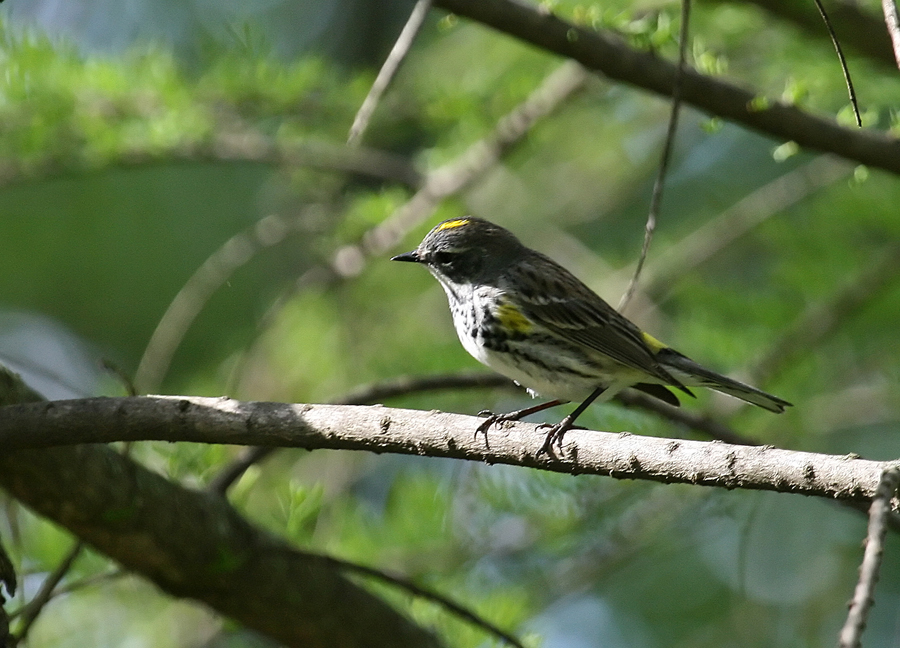 Myrtle warbler 1