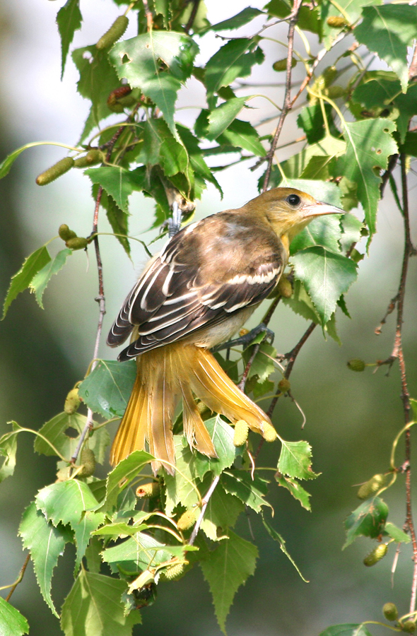 Orchard Oriole, female 1