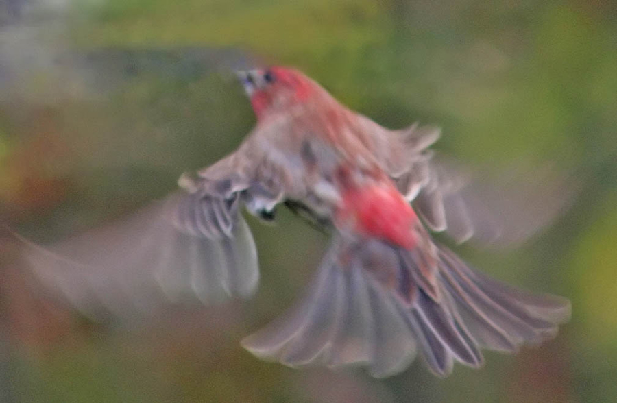 Purple finch, flying, bl#EA
