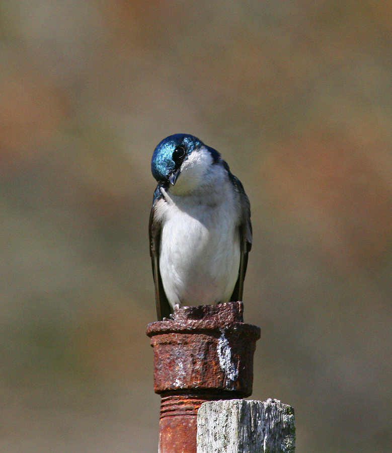 Swallow on pipe