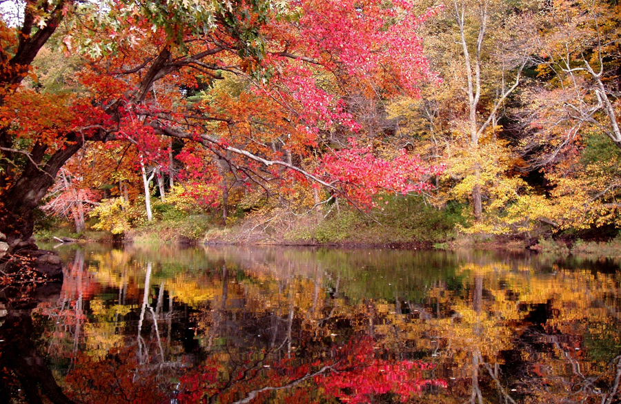 Tree over Charles, touch#F0