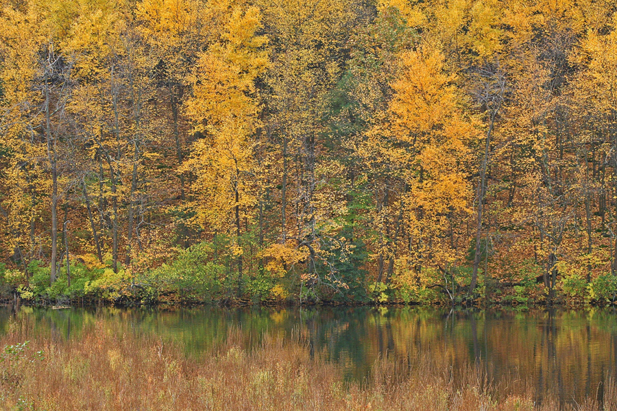 Trees and pond