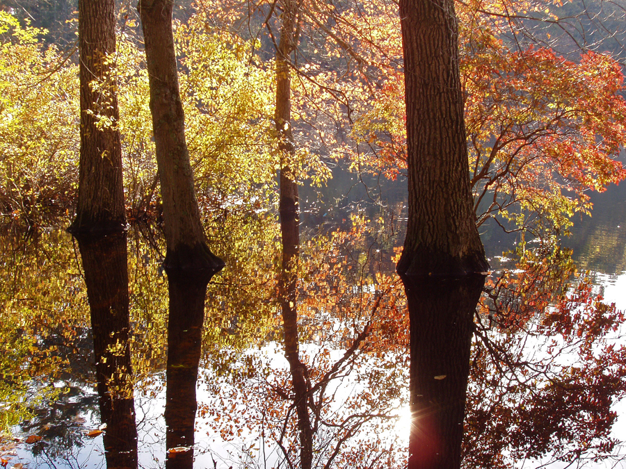 Trees in water