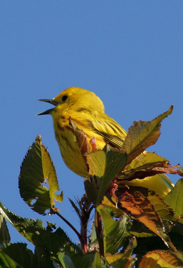 Yellow warbler 3, touche#F7