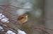 Carolina wren