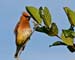 Cedar waxwing 5