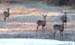 Deer,  Broadmoor, touche#CD