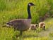 Goslings_edited-1, touch#D2