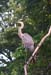 Heron in tree 3