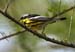 Magnolia warbler 3