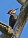 Pileated woodpecker 1b