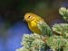 Prairie warbler 6