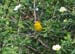 Yellow warbler 1