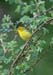Yellow warbler, female 4