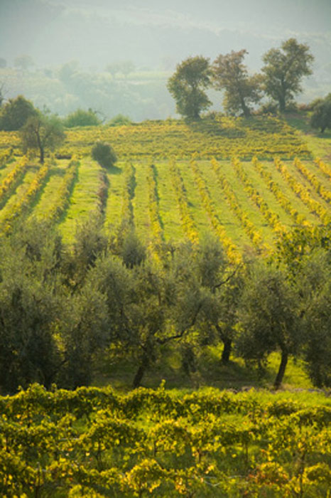 MediaBakery_DVP0109818