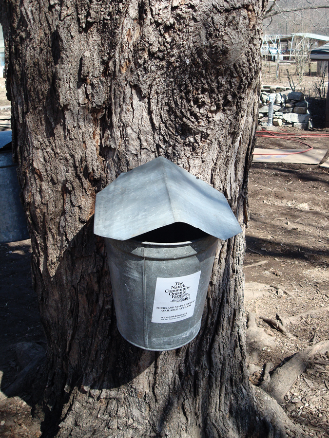 foodandwine_ncof sap #32822