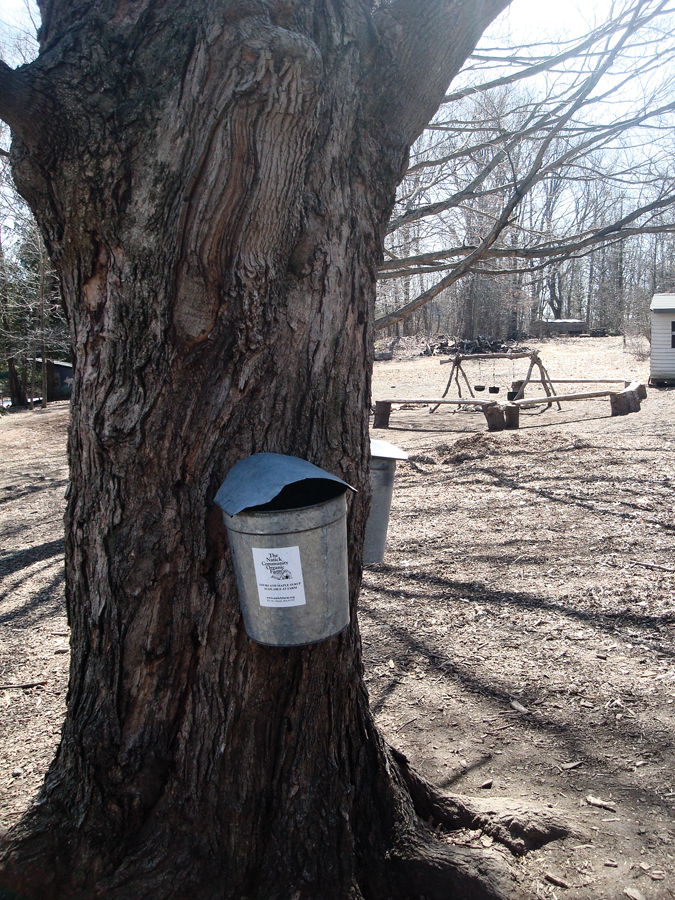 foodandwine_ncof suga#32831