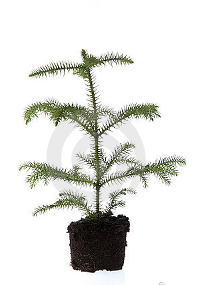 Screen shot 2010-10-1#C574D