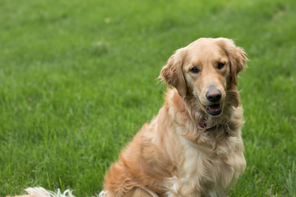 Kate_Preftakes_ww_dogs-14