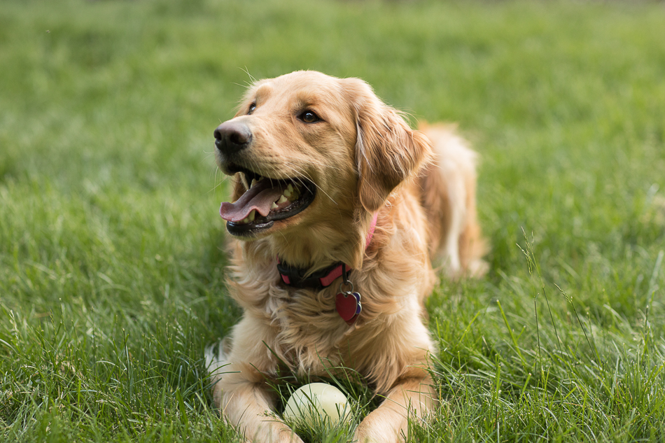 Kate_Preftakes_ww_dogs-15