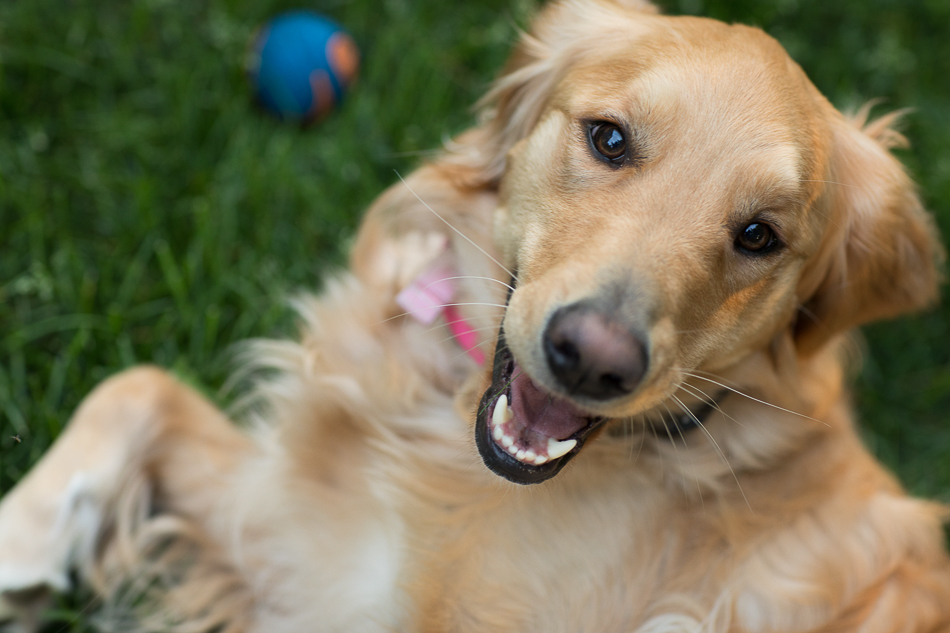 Kate_Preftakes_ww_dogs-19