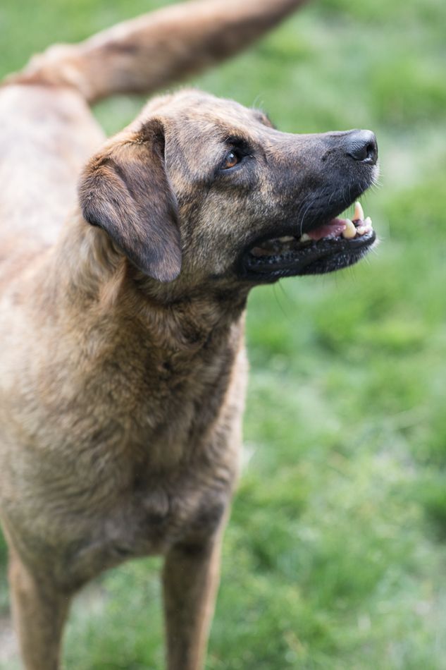 Kate_Preftakes_ww_dogs-22