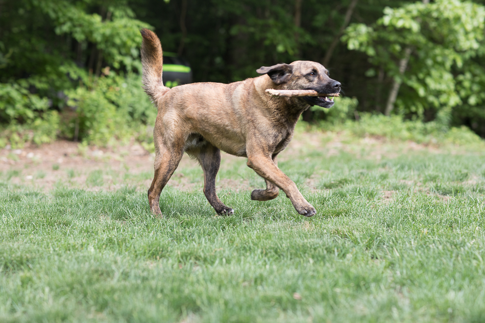 Kate_Preftakes_ww_dogs-26