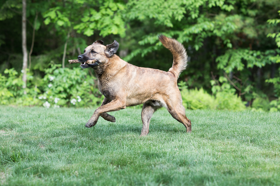 Kate_Preftakes_ww_dogs-29