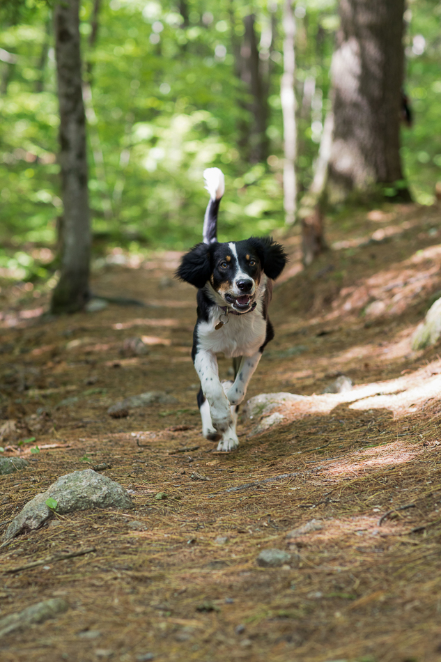 Kate_Preftakes_ww_dogs-4