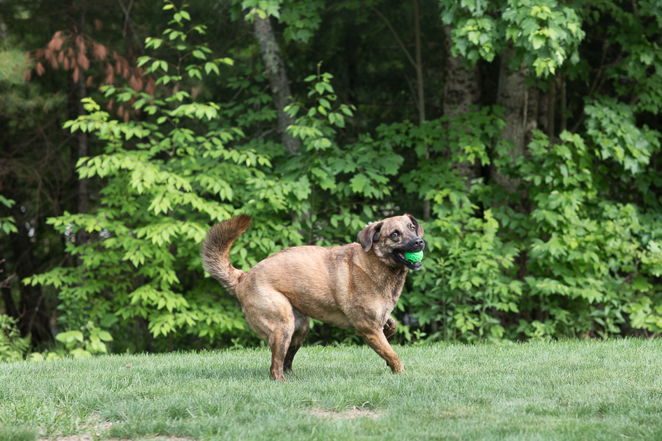 Kate_Preftakes_ww_dogs-42