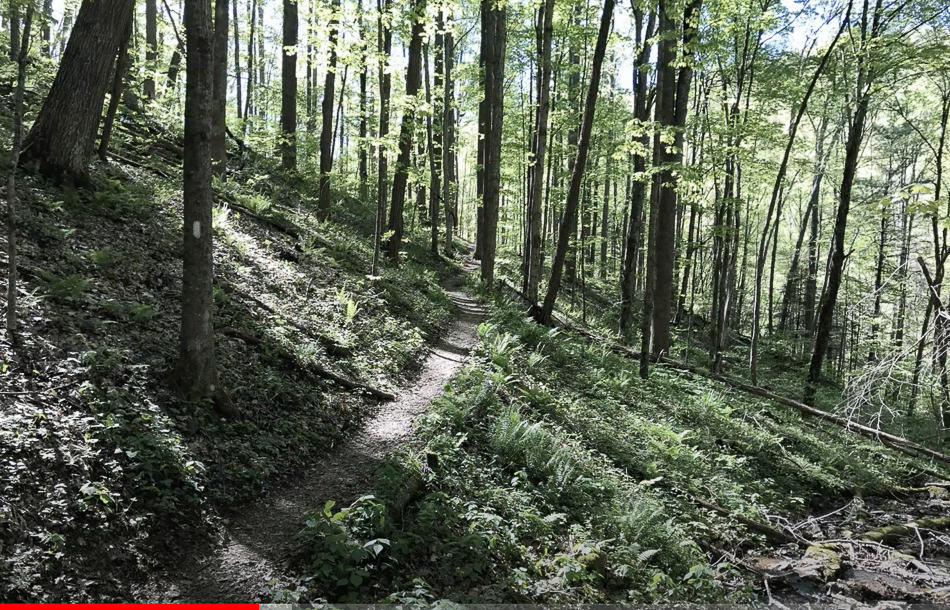 Screen Shot 2021-03-14 at 3.39.51 PM