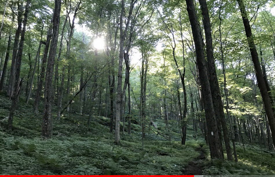 Screen Shot 2021-03-14 at 3.44.23 PM