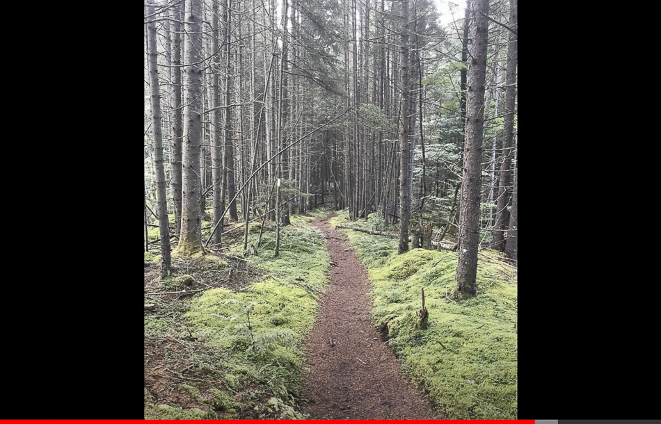 Screen Shot 2021-03-14 at 3.45.46 PM